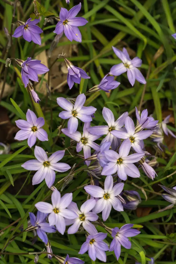 Closeup flower